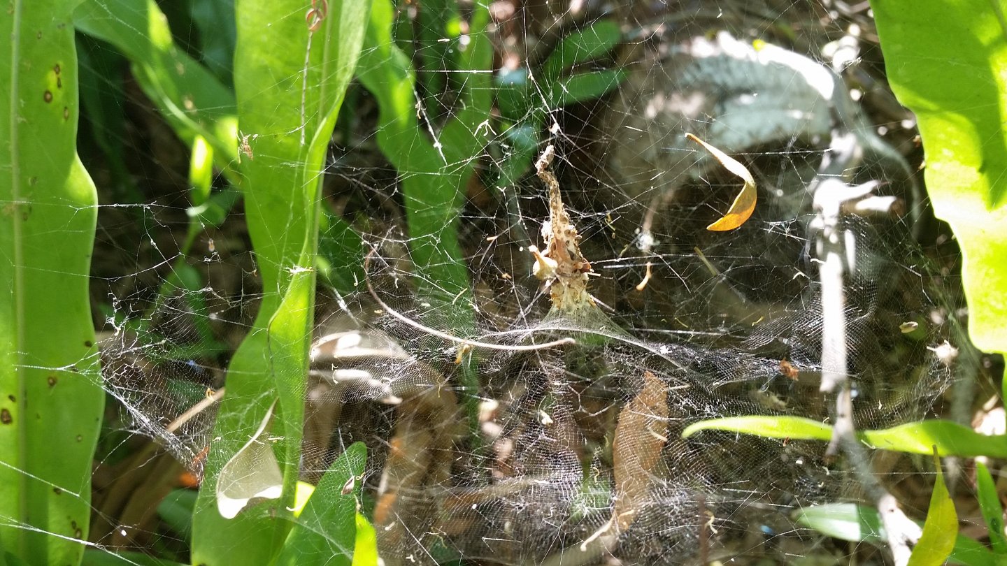 Cyrtophora Hirta - woolly tent spider web