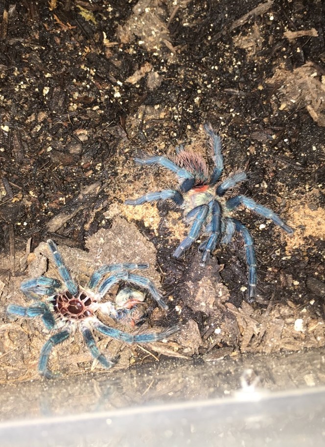 D. Diamantinensis