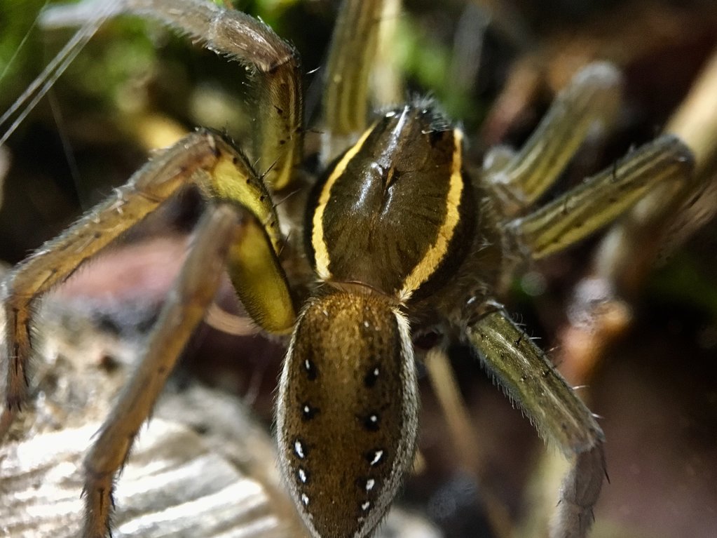 D. triton female