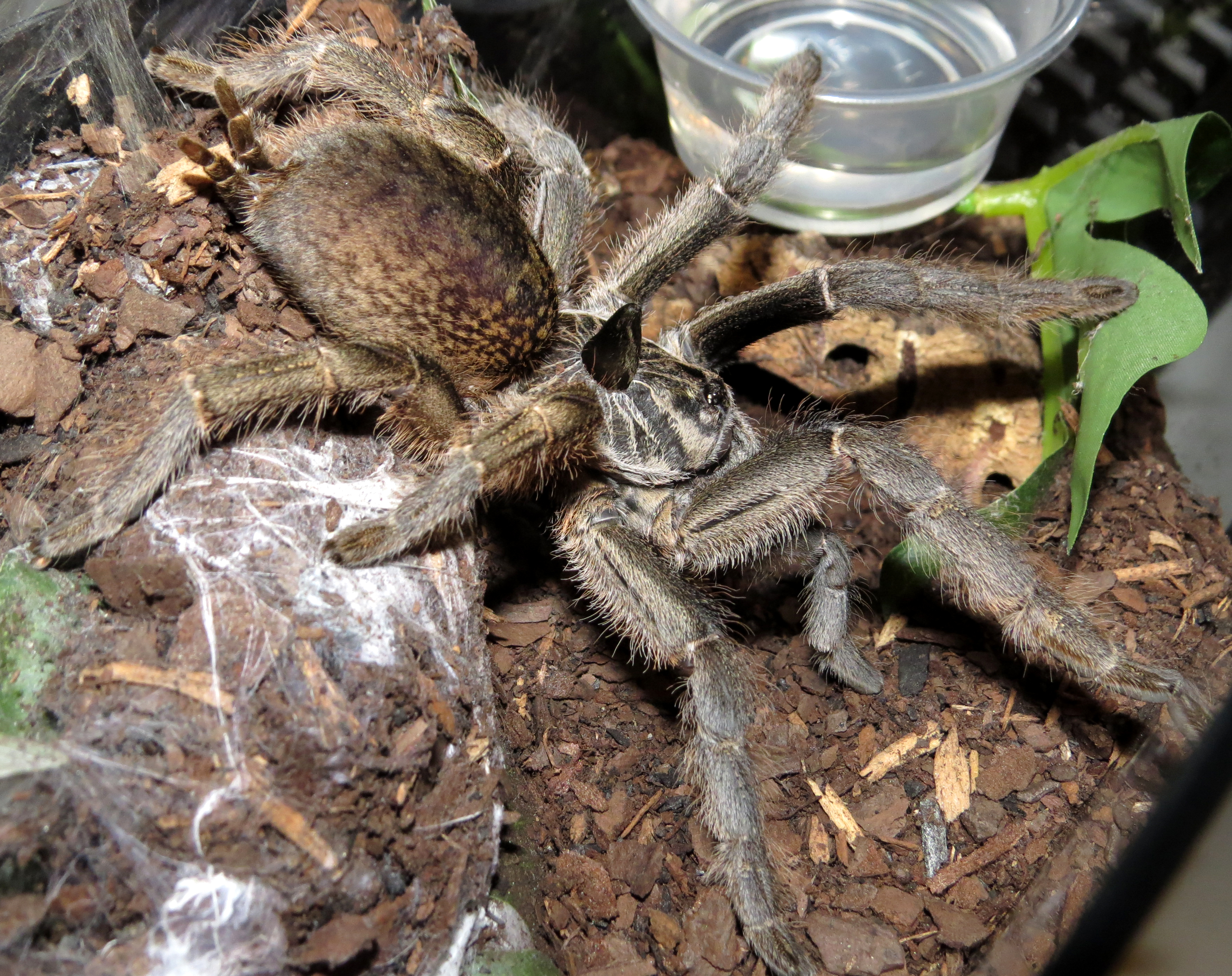 Dat Horn (♀ Ceratogyrus marshalli)