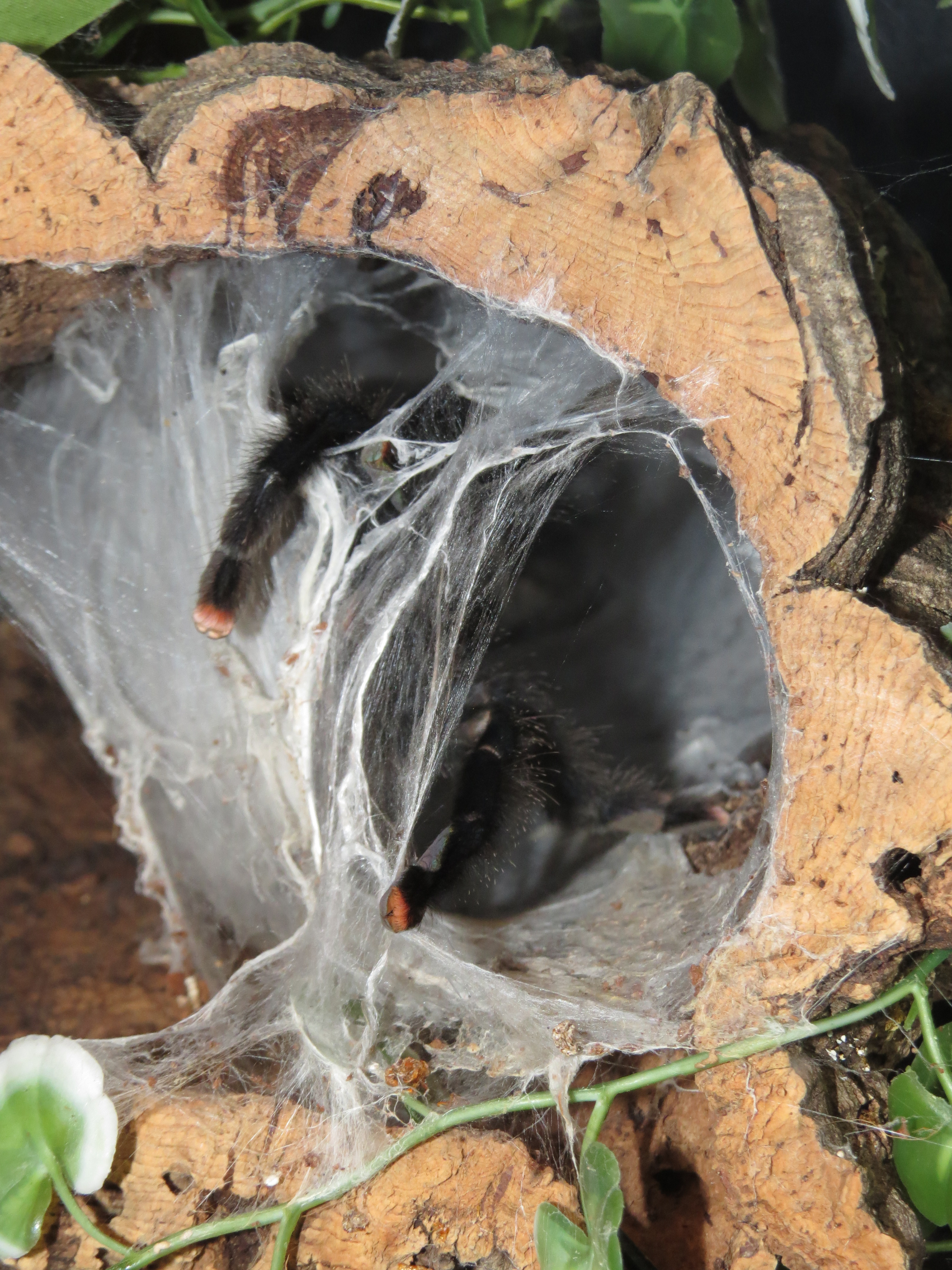 Derp (♀ Avicularia avicularia 5")