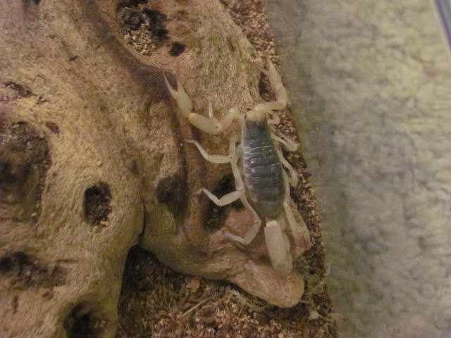 Desert Hairy Scotpion (Hadrurus Arizonensis)