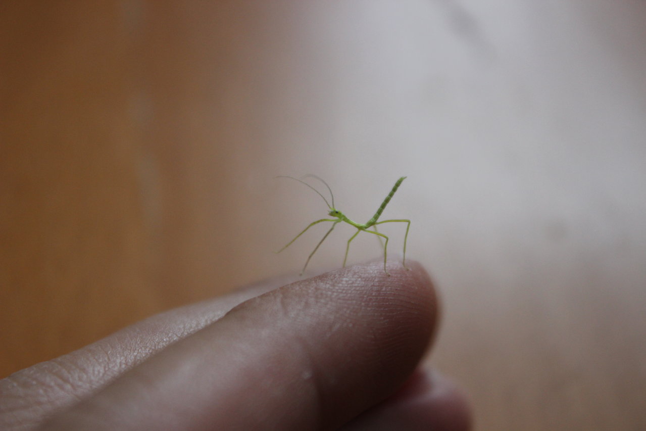 Diapheromera femorata (Northern Walkingstick) L1