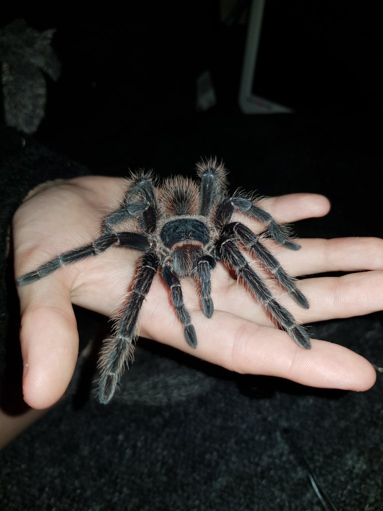 Didn't even plan to handle her but couldn't resist a picture lasiodora parahybana