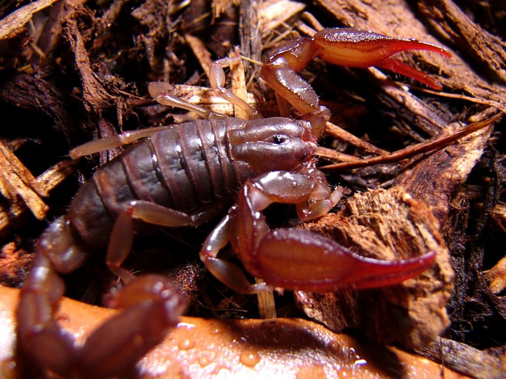 Diplocentrus sp. "Cozumel"