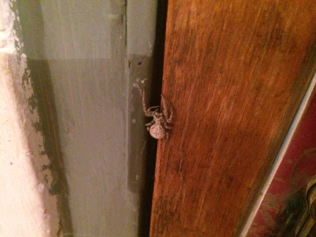 Does anyone know what this spider is?!