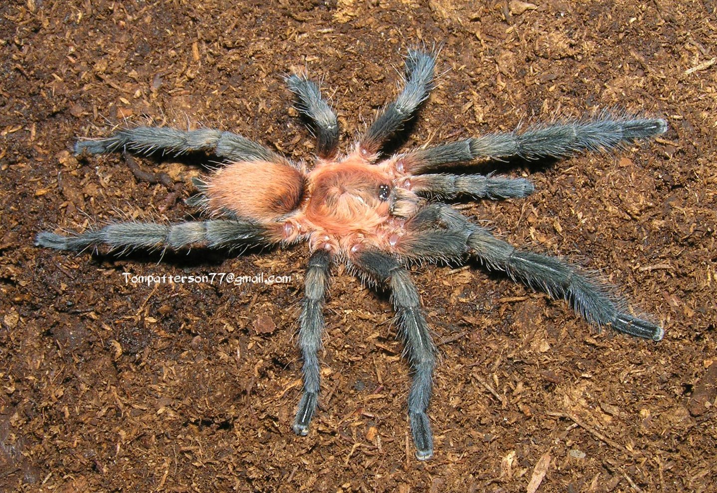 Dolichothele bolivianum mature male