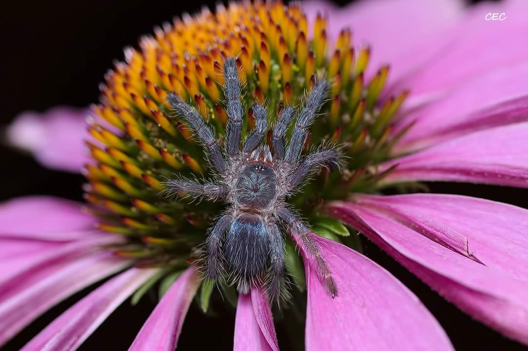 Dolichothele diamantinensis