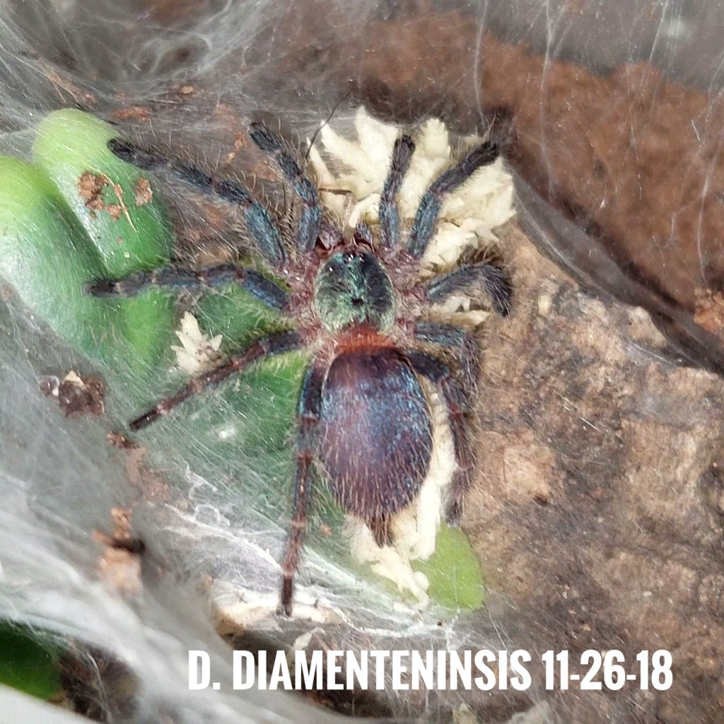 Dolichothele diamantinensis