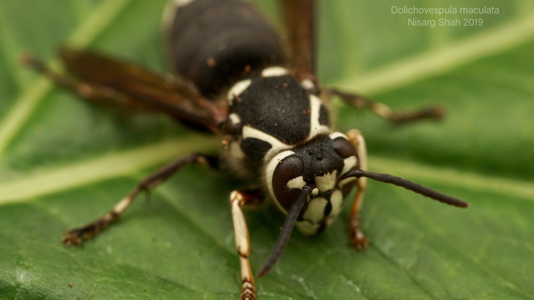 Dolichovespula maculata