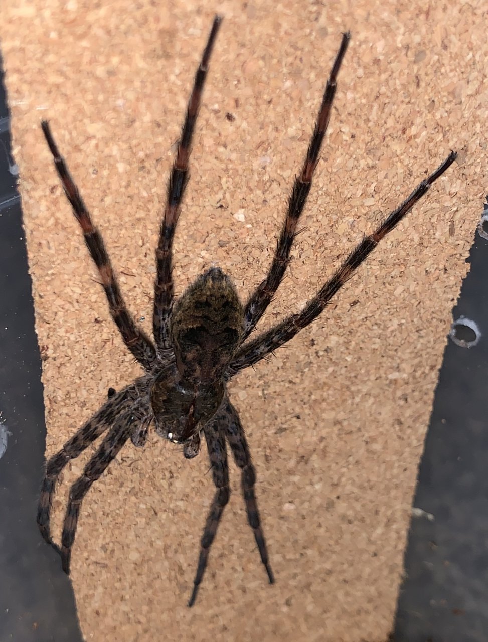 Dolomedes tenebrosus  3 inch female