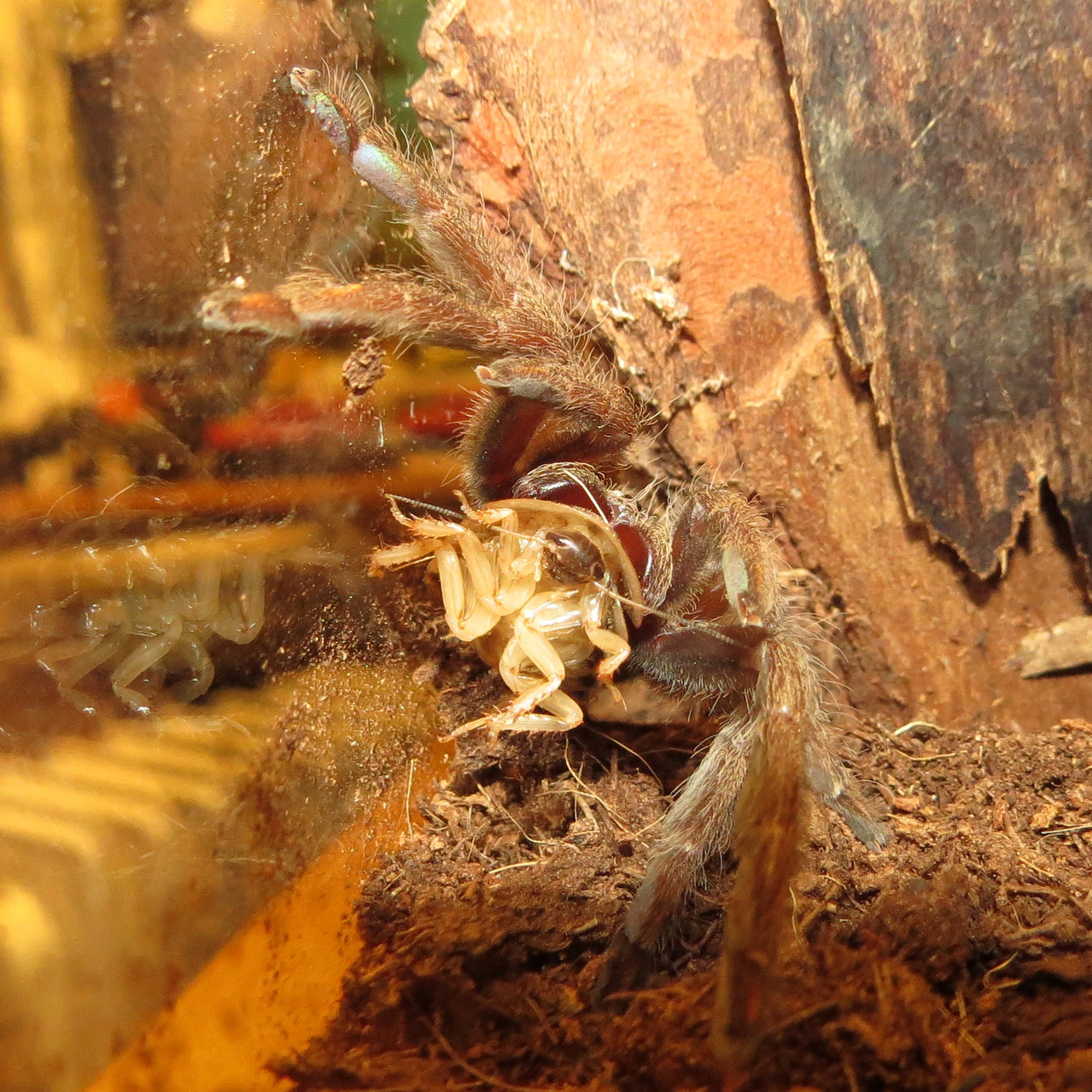 Don't Talk With Your Mouth Full (Psalmopoeus cambridgei)