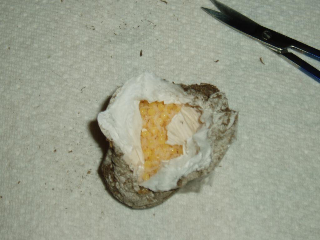 E. Campestratus Eggs With Legs