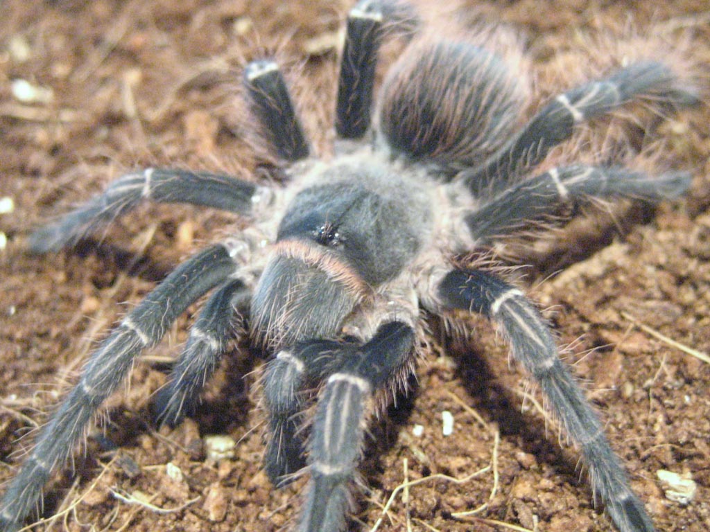 E. Campestratus