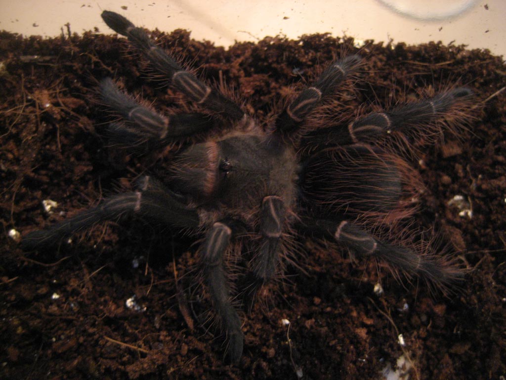 E. Campestratus