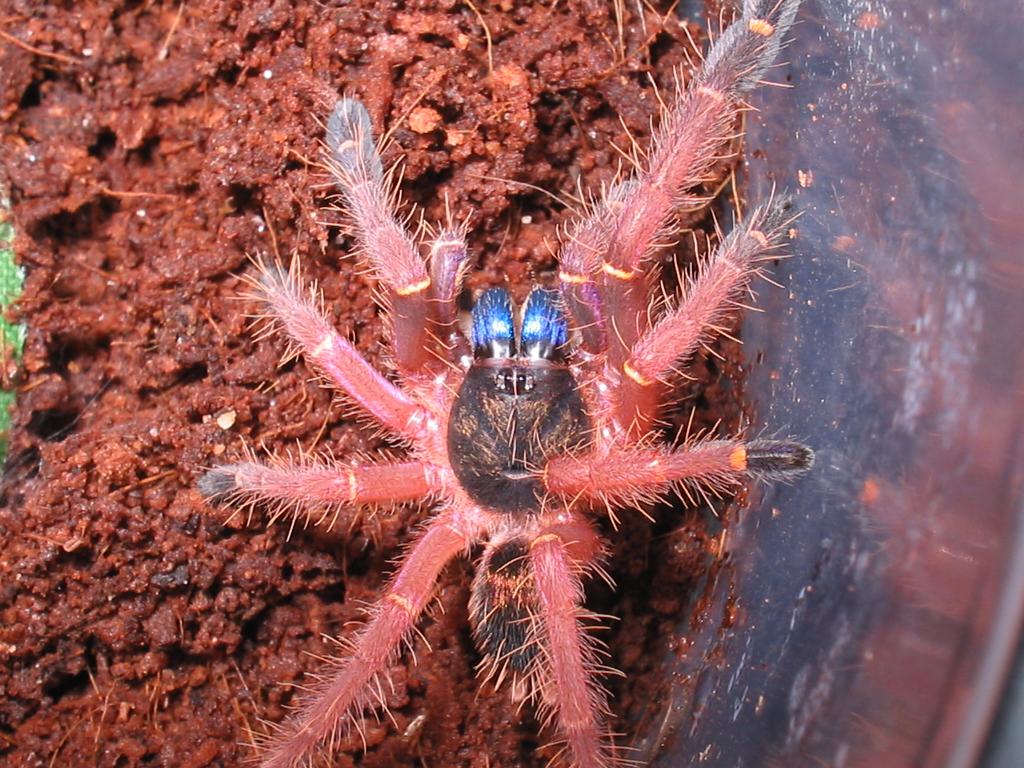 E.cyanognathus 1.75" F.