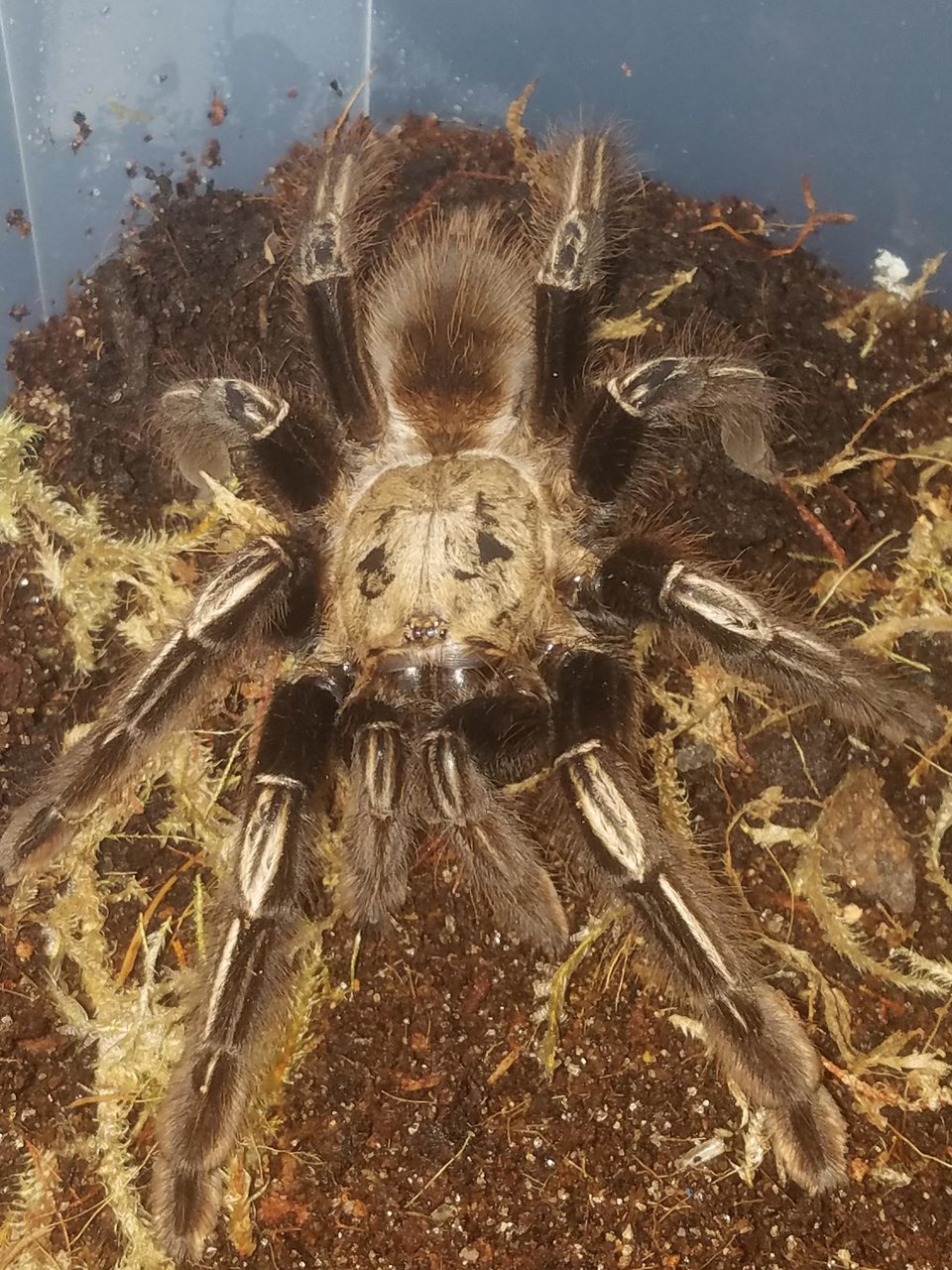 E. murinus, AKA Shelly the Skeleton Leg