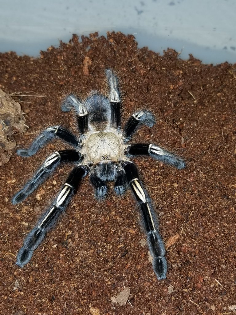 E murinus