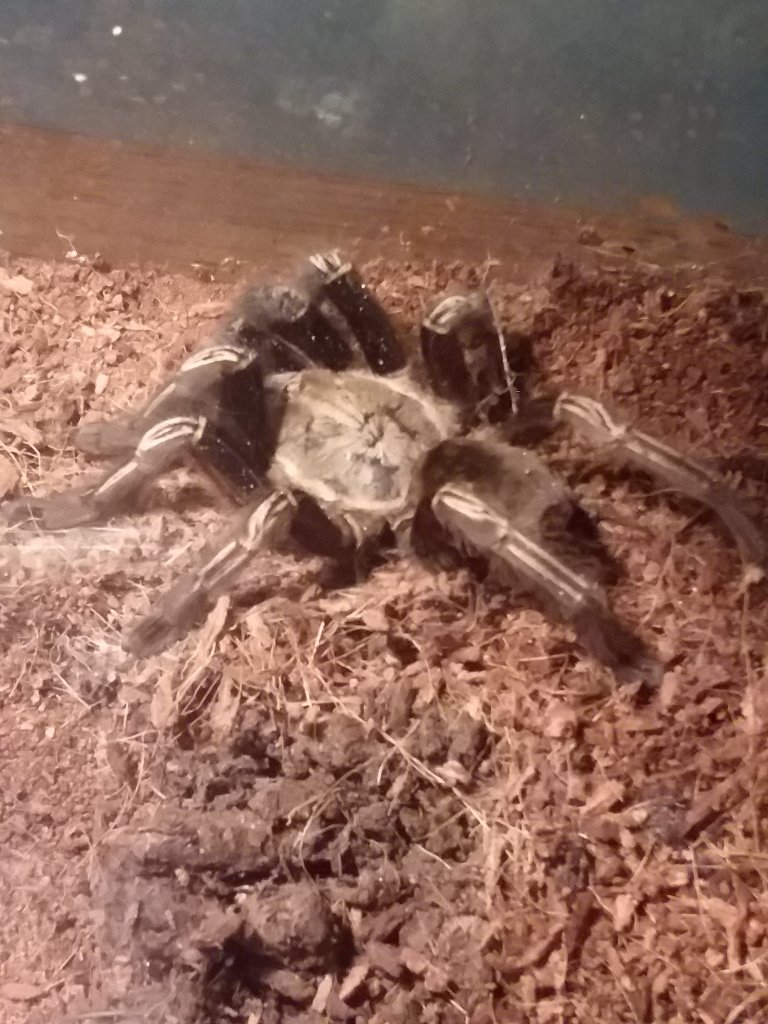 E. Murinus