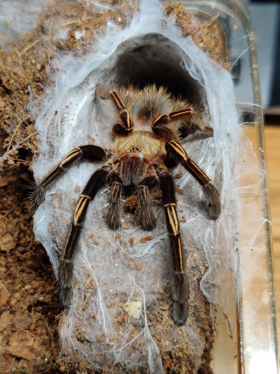 E. murinus