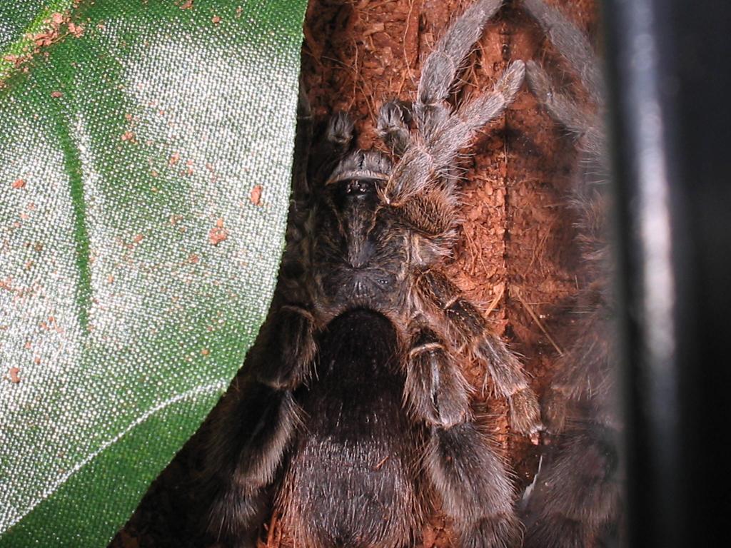 E.pachypus adult female