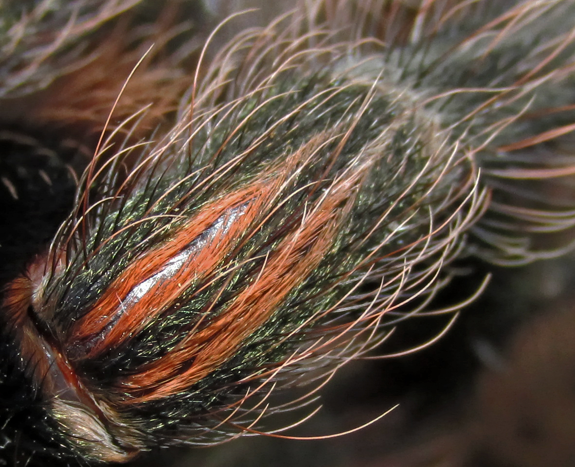 E. sp. "Green" macro knee