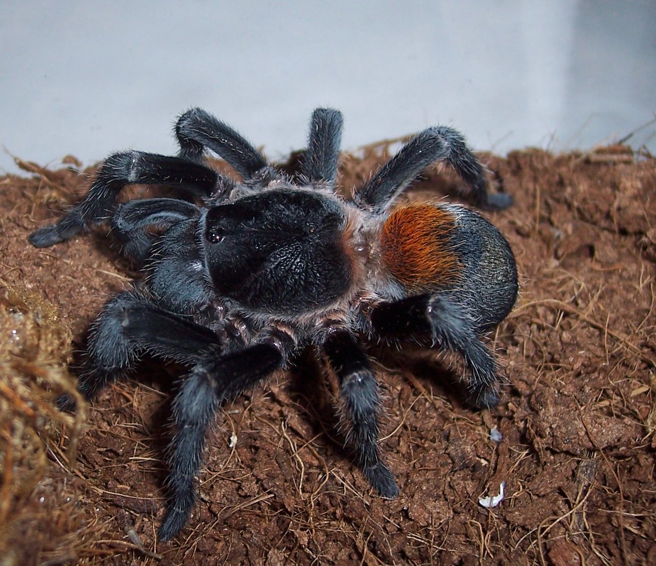 E. sp. Red, Adult Female eating, 1 of 2.