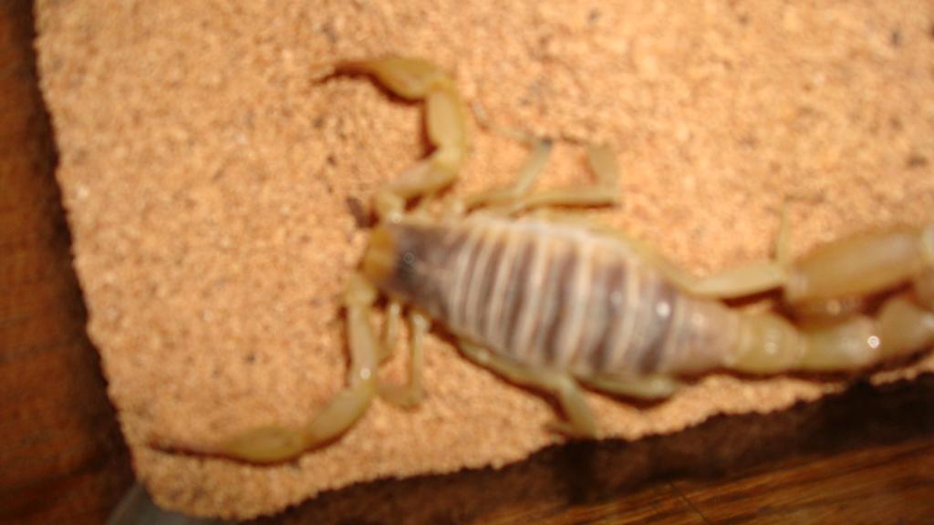 egyptian hairy scorpion