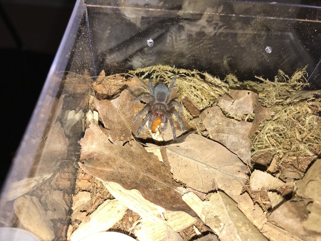 Elvira - G. pulchra sling