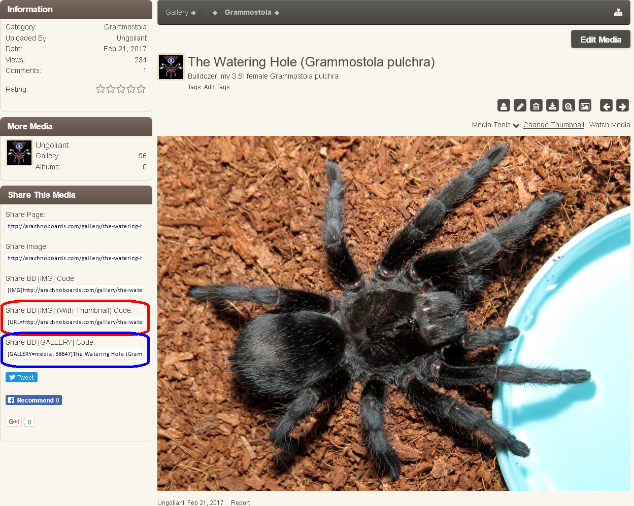 Embedding Arachnoboards Gallery Images