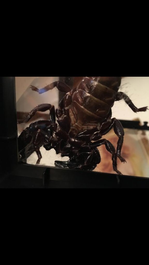 Emperor Scorpion [ventral sexing] [1/2]