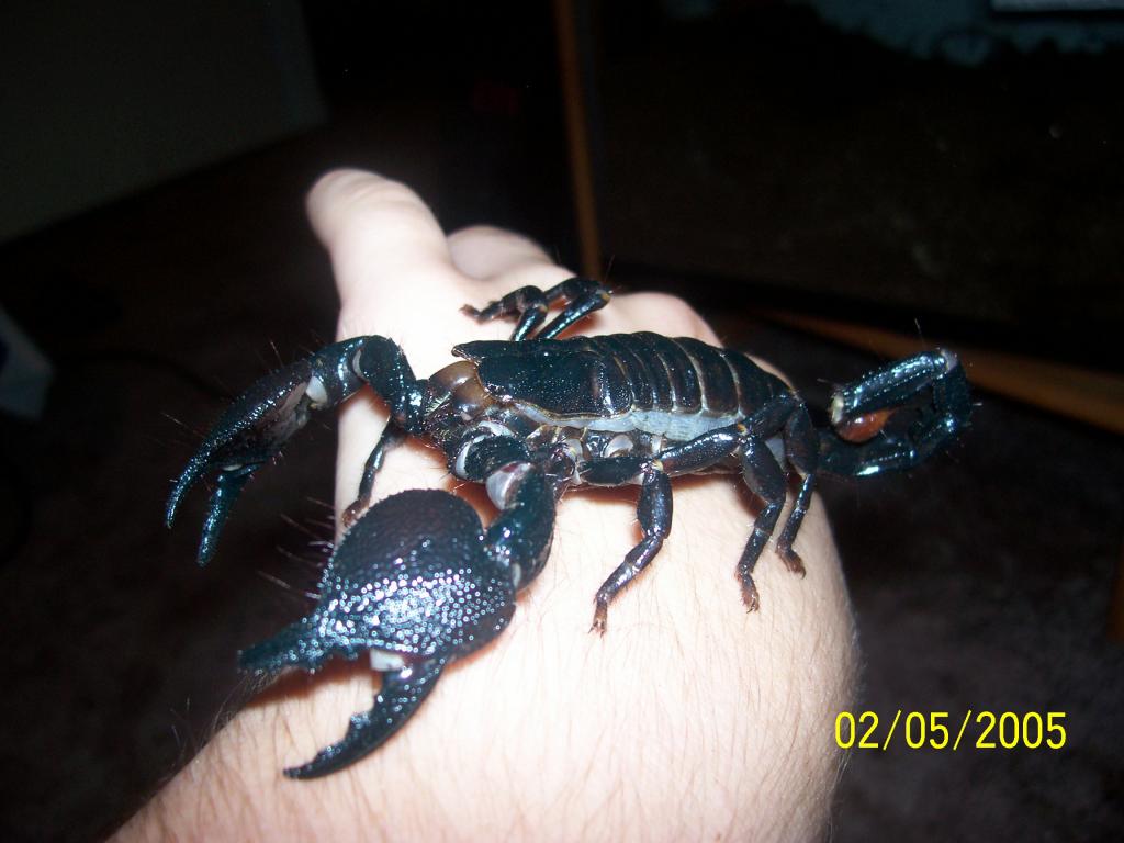 Emporer Scorpion (Pandinus imperator)