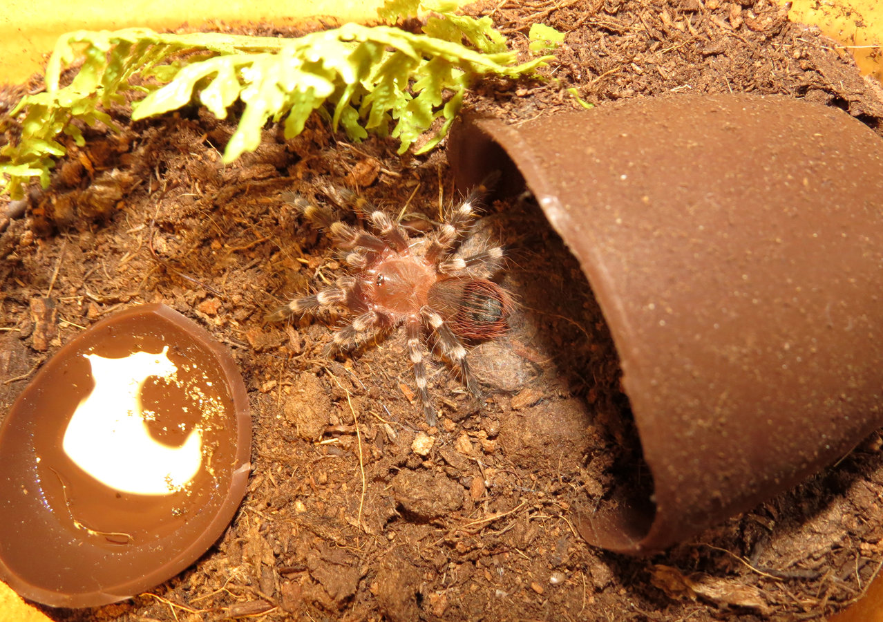 Enclosure for Acanthoscurria geniculata Sling