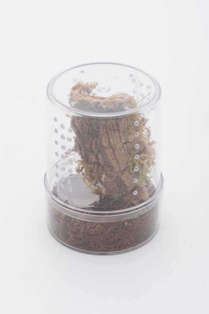 enclosure for C. versicolor sling