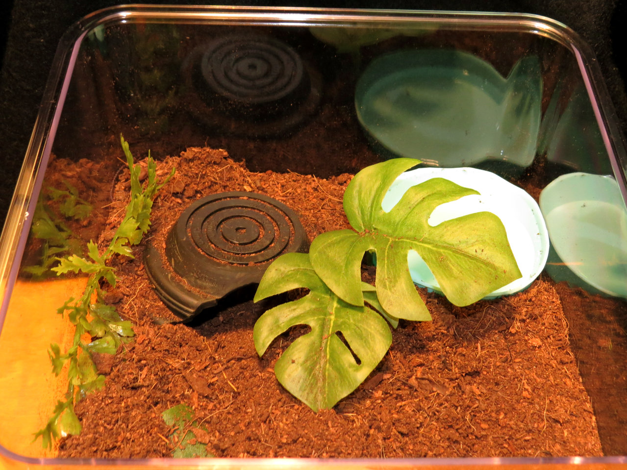 Enclosure for Juvenile Grammostola pulchra (Flash)