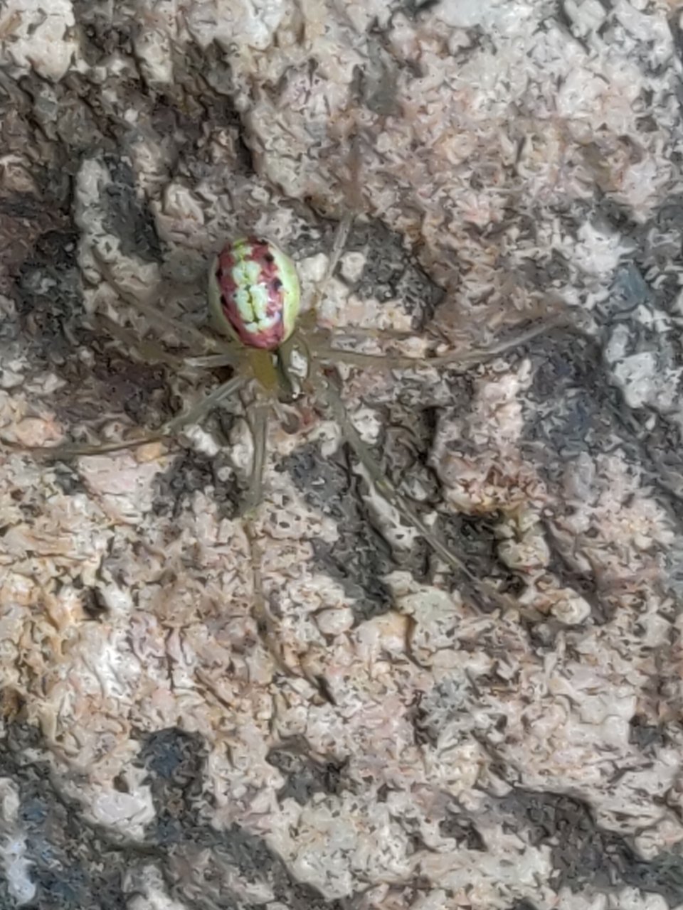 Enoplognatha ovata "Candy Striped Spider"