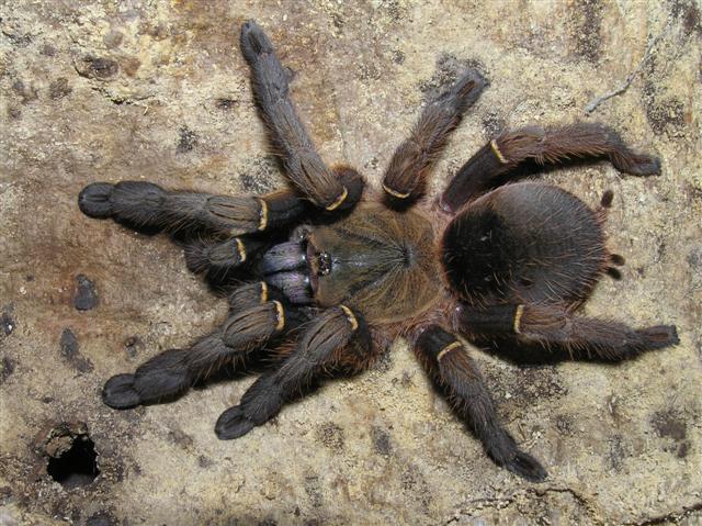 Ephebopus cyanognathus