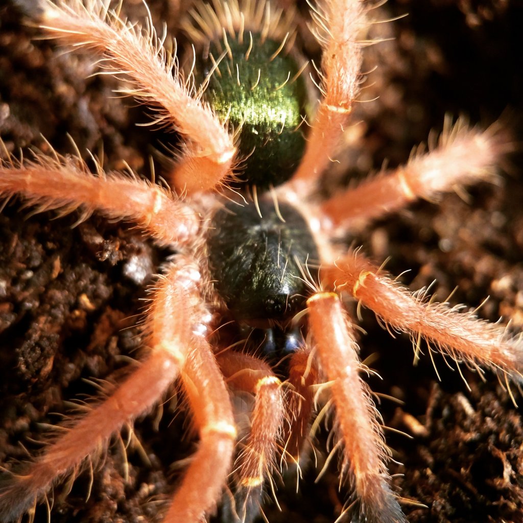 Ephebopus Cyanognathus