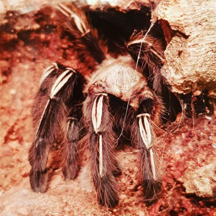 Ephebopus Murinus, Juvenile female -2,5 inches/7cm.