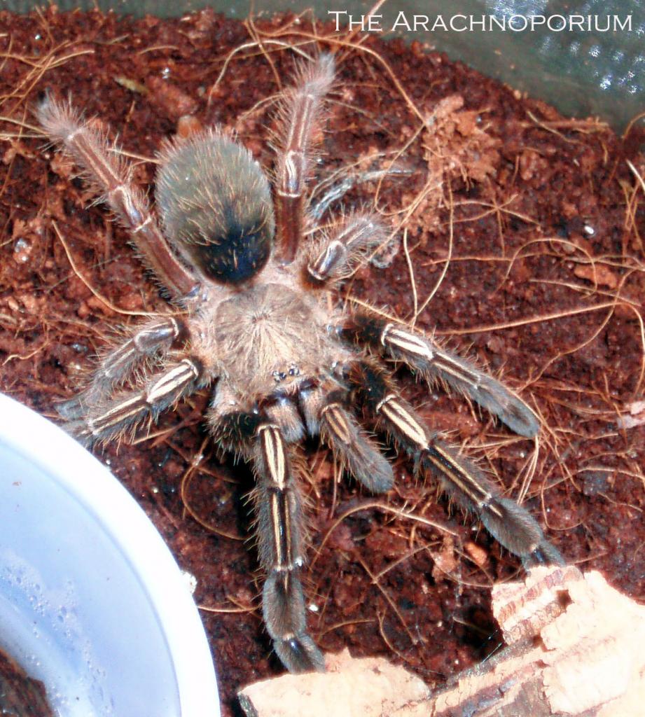 Ephebopus murinus