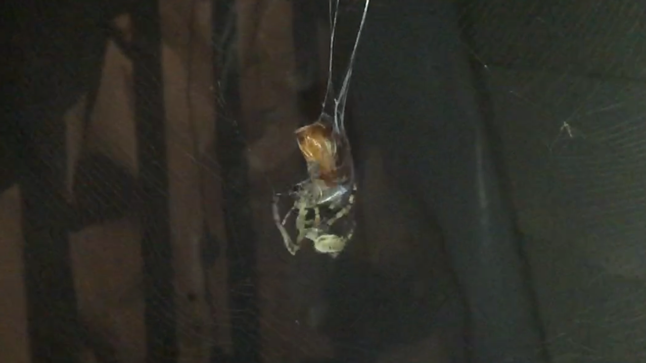 EPIC battle between a huge June bug and an unknown spider