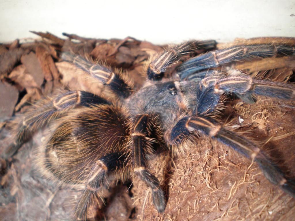 Equador Blue Leg Tarantula