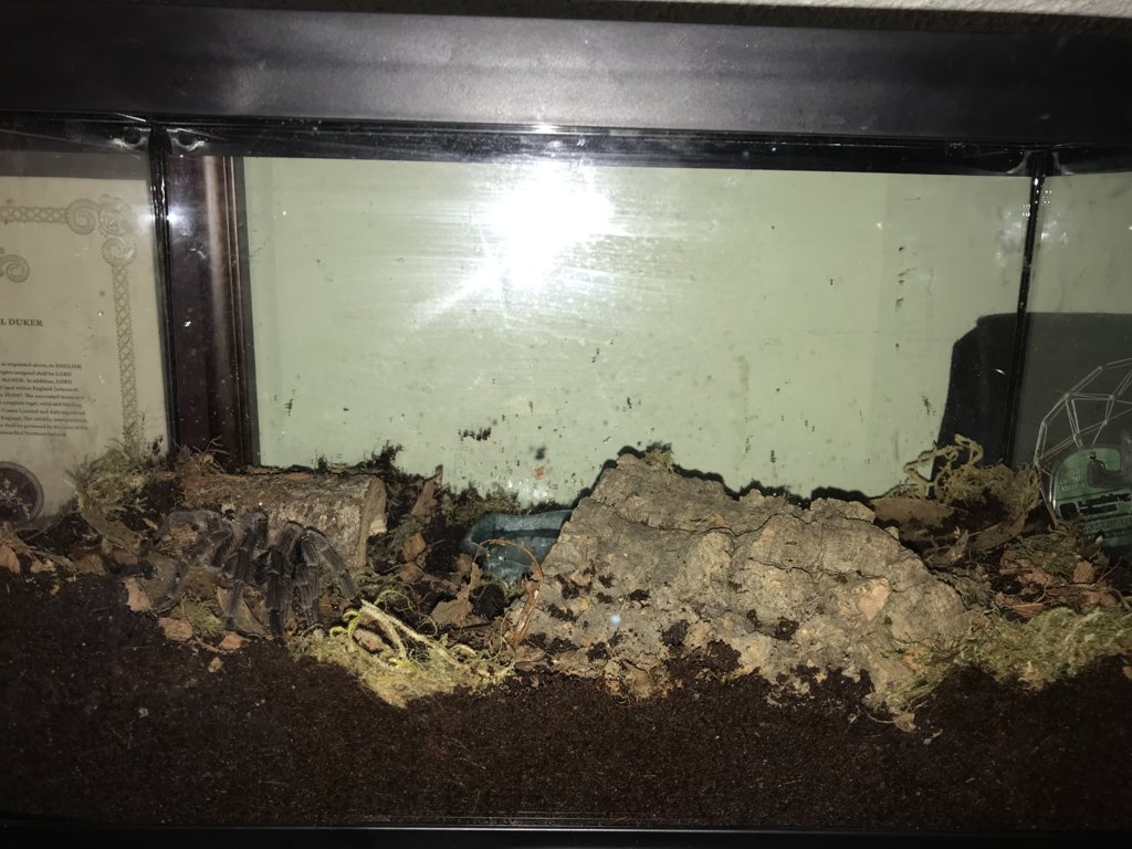 Escanor’s enclosure