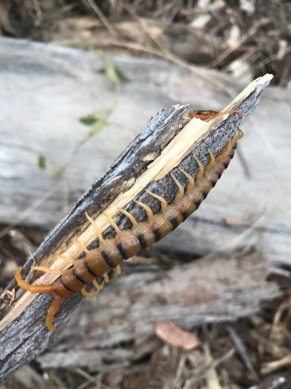 Ethmostigmus rubripes tiger form