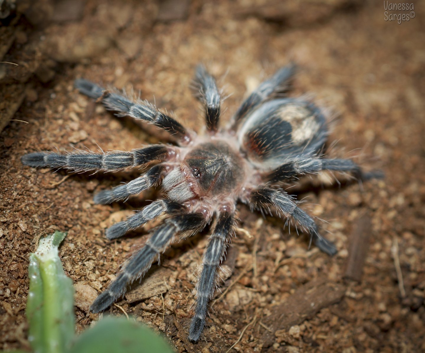 Euathlus condorito Juvenile Female - ~1.5"