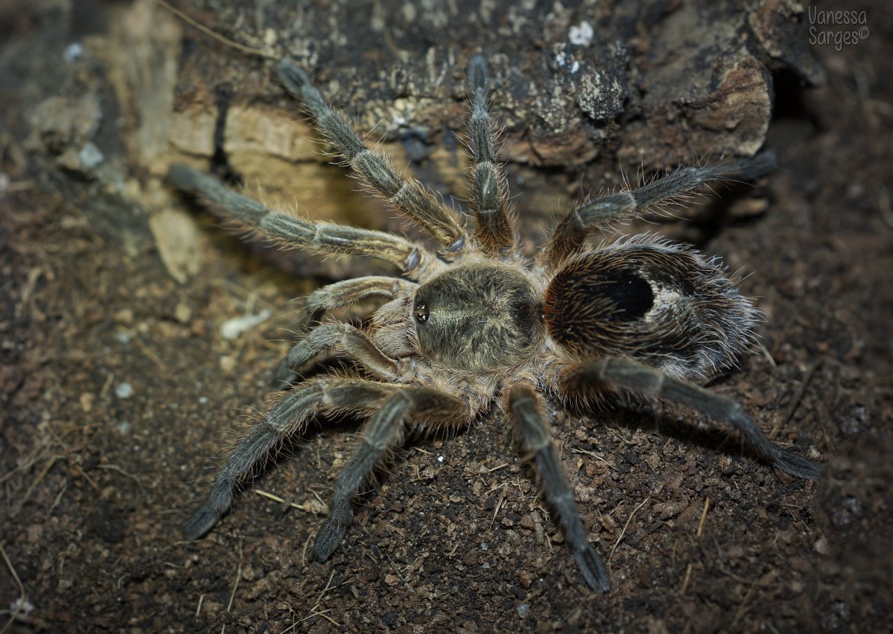 Euathlus parvulus Juvenile Male