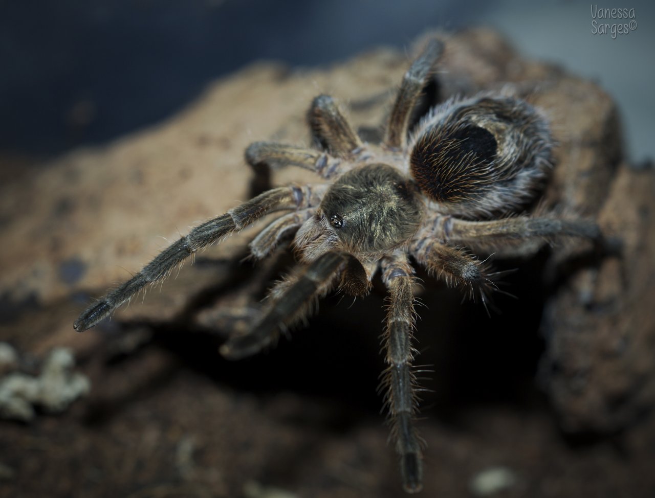 Euathlus parvulus Juvenile Male