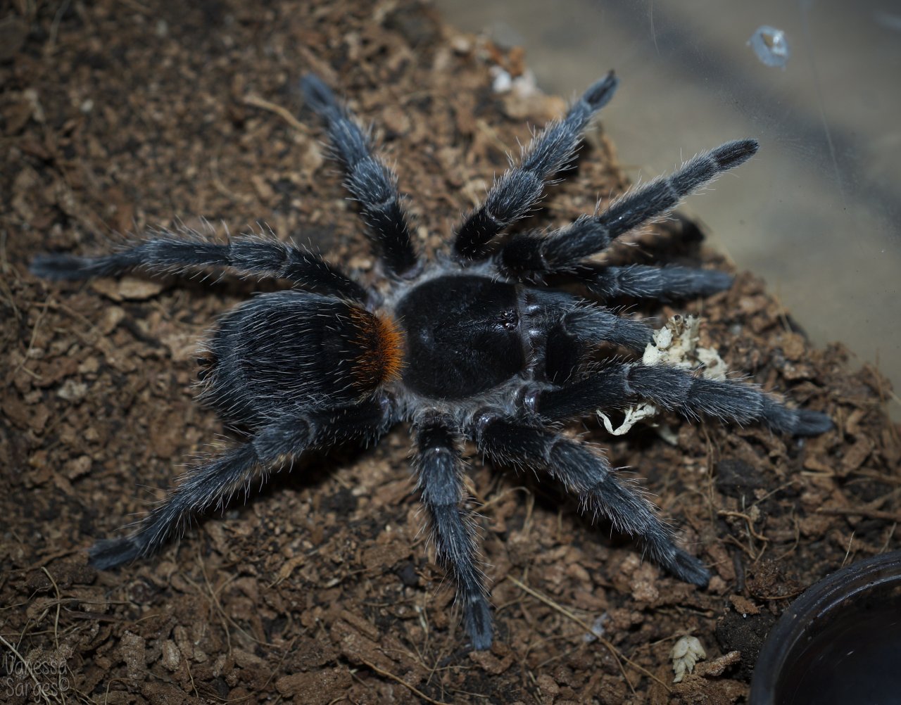 Euathlus sp. Red Juvenile Female