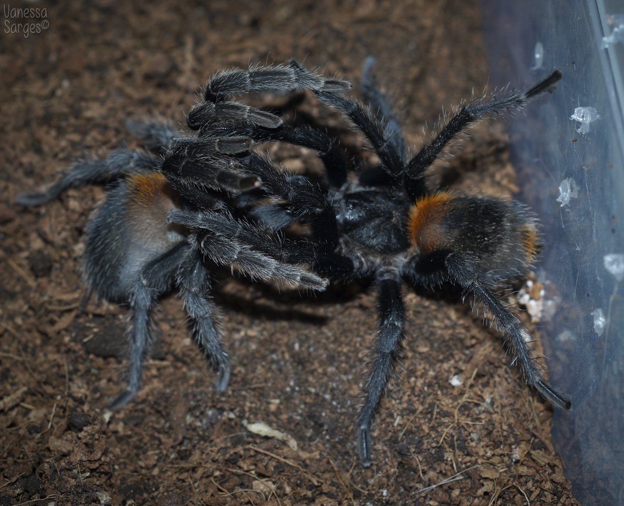 Euathlus sp. Red Pairing