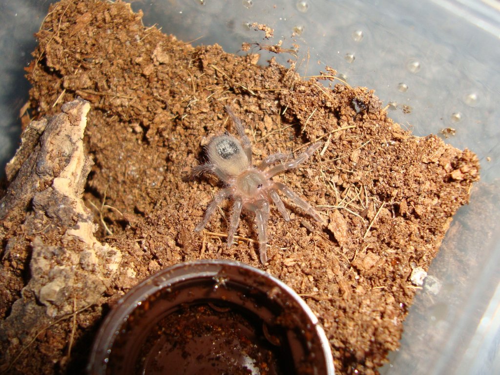 Euathlus sp. red sling freshly molted.